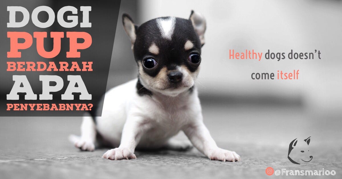 ANJING PUP BERDARAH. Disini akan dibahas penyebab pup anjing… | by  Fransmarioo | Rio Farm