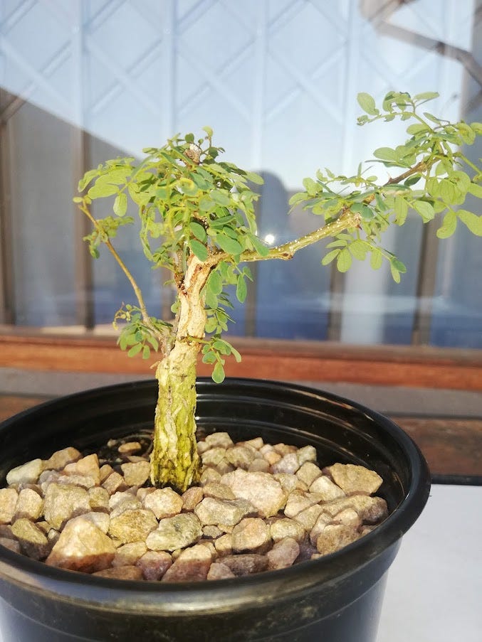 The wattle bonsai (acacia) is a large genus of more than 1200 species, many of which are suited for bonsai. Bonsai Not Just A Tree In A Box By Aidan Lewis Medium