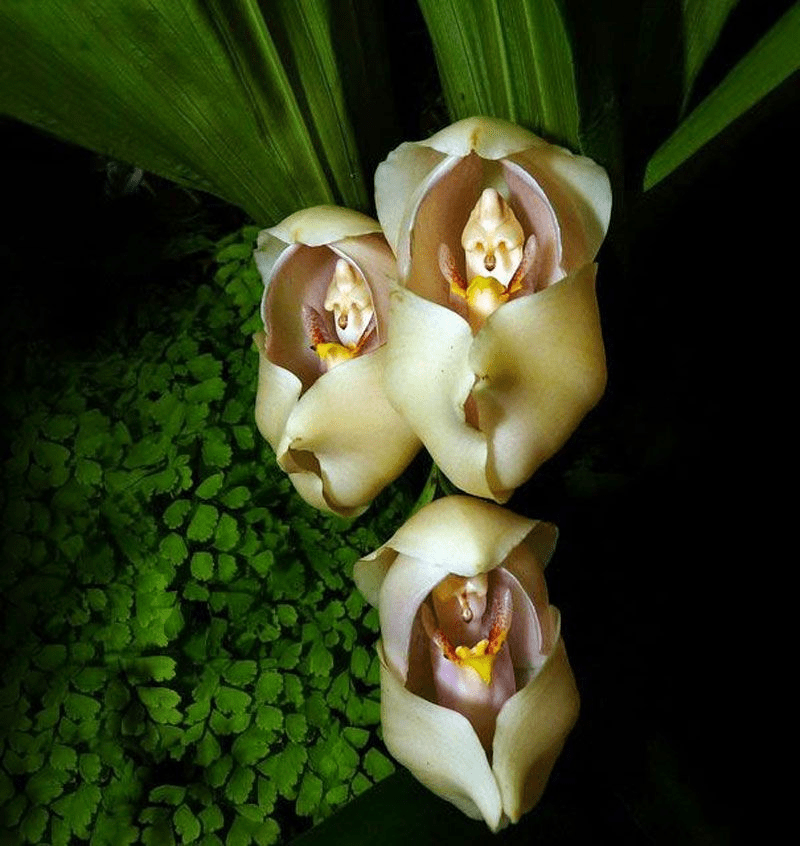 Grow phalaenopsis 'golden beauty' in a warm room with low light and high humidity. Most Rare And Weird Flowers In The World By Ruby Gupta Medium