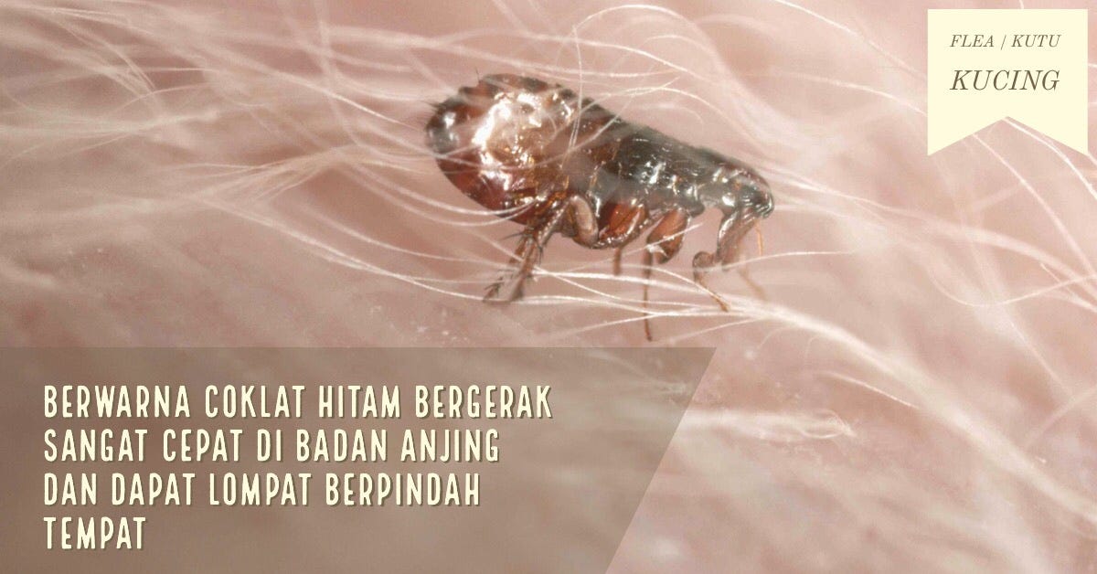 3 jenis kutu yang paling sering menginfeksi anjing | by Mario Wijaya | Rio  Farm