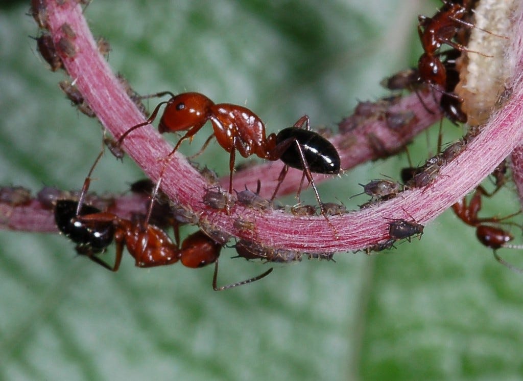 Belajar Lebih Dalam Mengenai Persahabatan dari Kutu Daun dan Semut | by  Raja Lubis | Komunitas Blogger M | Medium