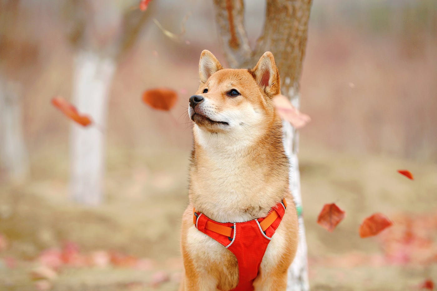 Jual beli shiba inu aset terbesar dan terpercaya di indonesia. Price Forecast For Shiba Inu Coin What Experts Believe Will Happen To The Meme Cryptocurrency And Why Buying It Is A Risk By Vremaroiu Alin Medium