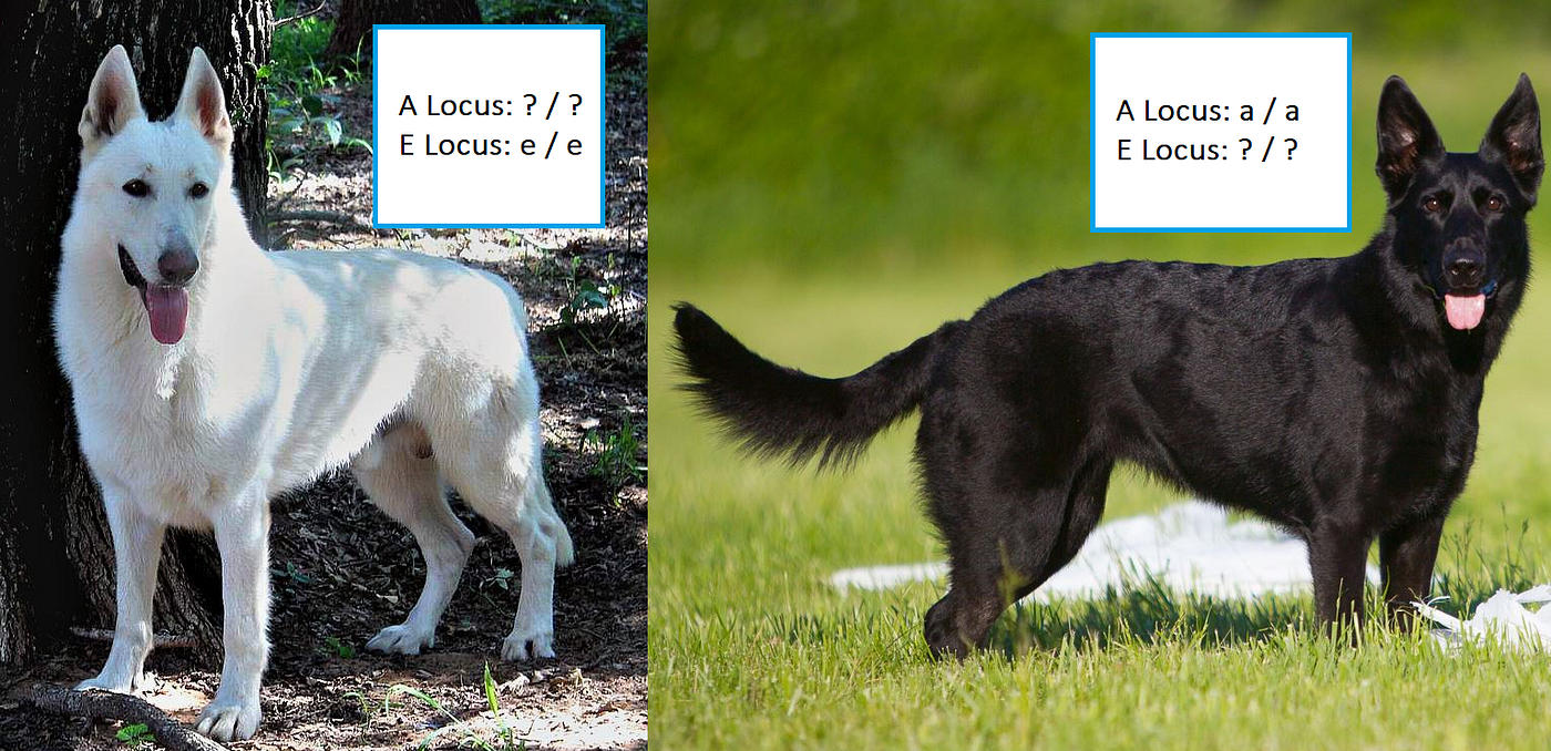 The intensity coat color gene variant causes an extreme dilution of phaeomelanin (red or yellow pigment), resulting in a cream to white coat in dogs. What Happens When You Breed A Black Gsd To A White Gsd By Nick Medium