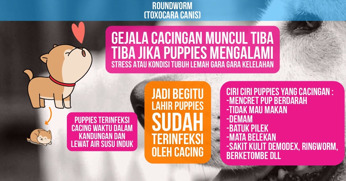 Izin bertanya, bagaimana ciri dari anjing yang terkena cacingan serta apakah anjing cacingan dapat disembuhkan? Parvo Vs Cacingan Vs Salmonella Parvo Vs Salmonella Vs Cacingan By Mario Wijaya Rio Farm