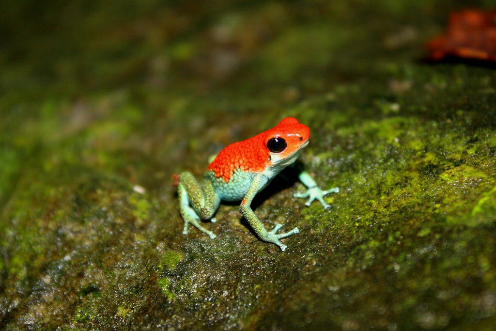 Katak dan Kodok Beracun di Dunia. Katak dan kodok memiliki perbedaan dan… |  by ikancupangku.com | Medium