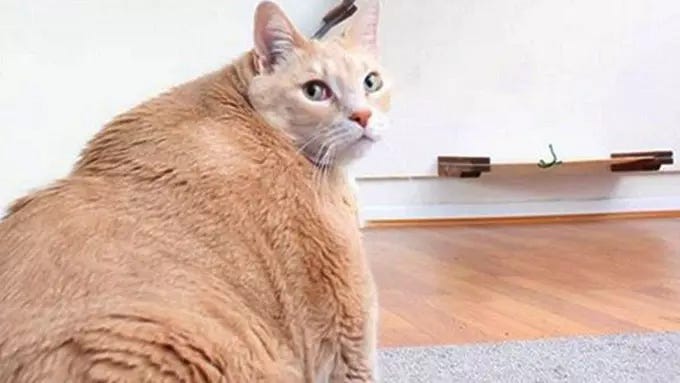 6 Fakta Mengejutkan Dibalik Kucing Tidak Mau Makan! | by Don Gochi | Medium