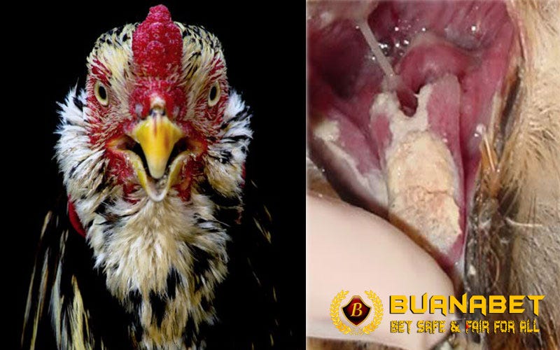 Gangguan penglihatan ini juga kerap disebut dengan rabun ayam. Begini Cara Mengobati Mata Ayam Aduan Yang Terluka Hingga Buta By Stefanny Chandra Medium