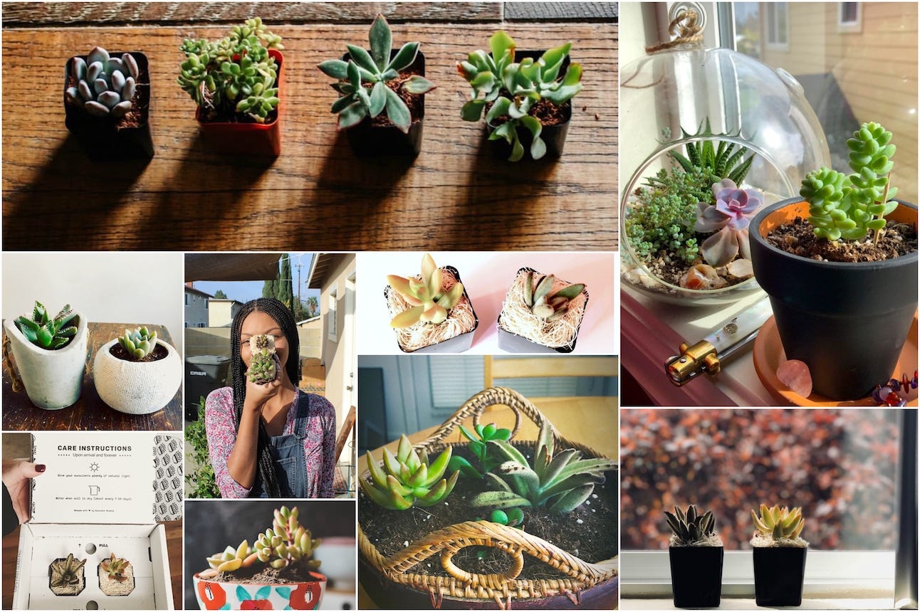 Shoutouts, pictures from our farm, and pretty much everything succulent studios!. 7 Convincing Arguments For Why You Need Succulent Studios By Succulent Studios Medium