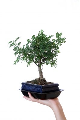 Bonsai Tree Care - Bonsai Tree Care Weekly Digest : Dasha is an avid gardener.
