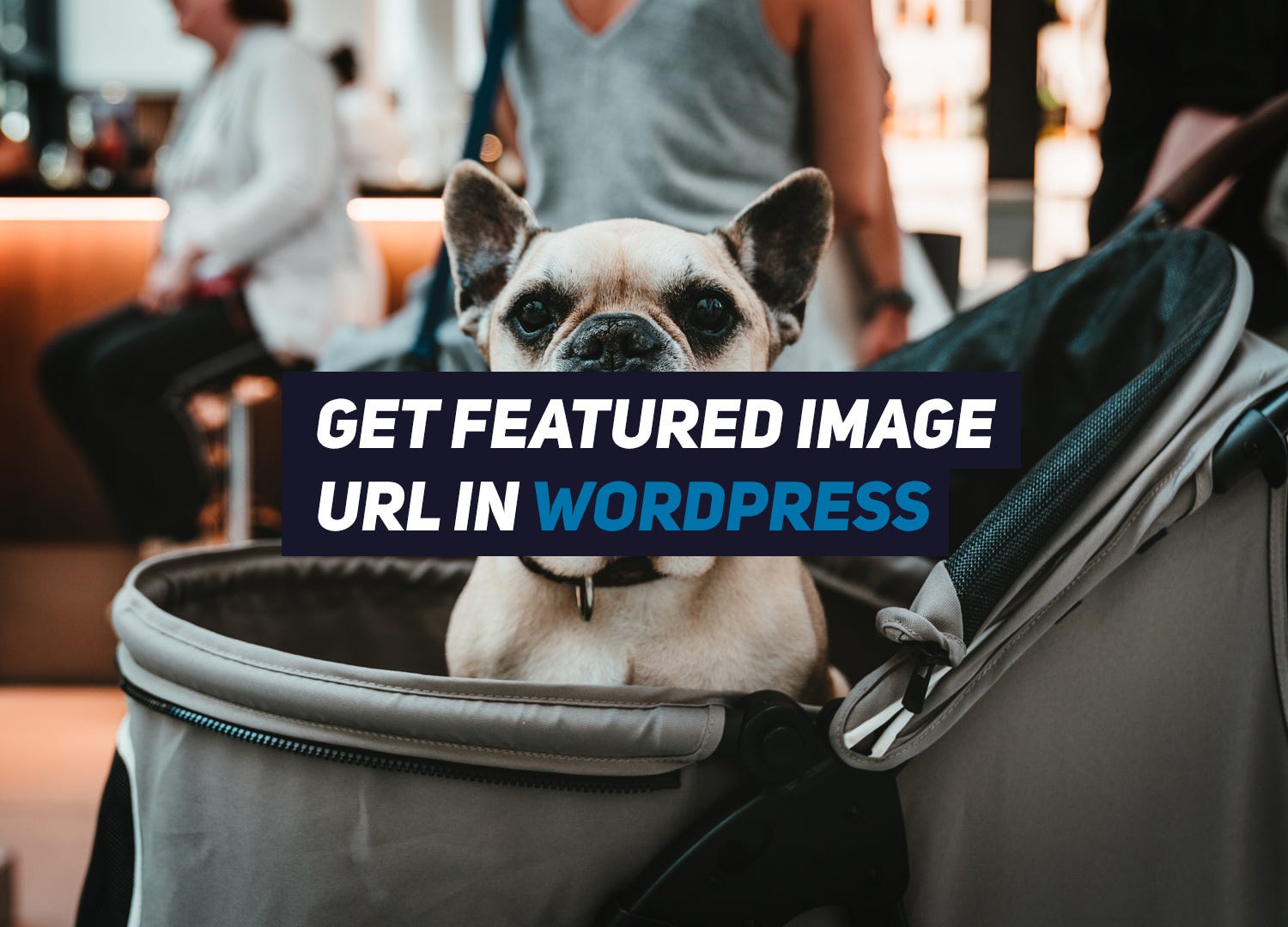 By default, wordpress offers a featured image for all posts and pages. Get Featured Image Url In Wordpress By Renat Galyamov Medium