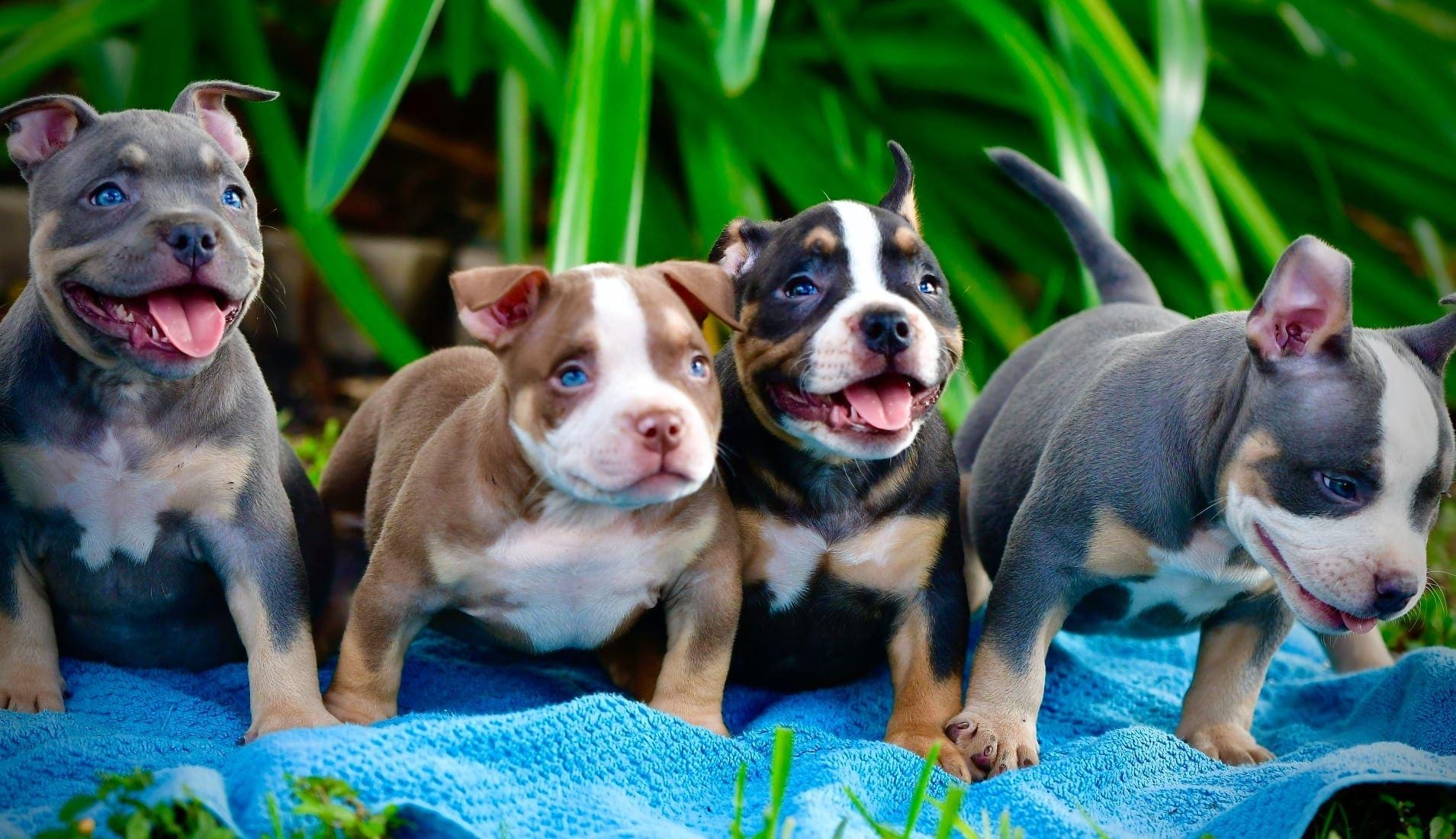 The average litter size is likely to be between 2 and 5. HOW MUCH DOES AN AMERICAN BULLY COST? | by BULLY KING Magazine | BULLY KING Magazine | Medium