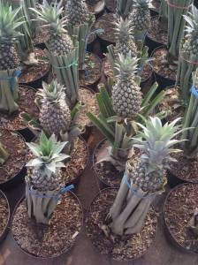 Inilah Beberapa Jenis Tanaman Tabulampot | by meilinda ardina | Medium