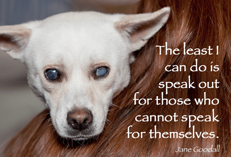 Inflammation can result from chronic illness, pain and other health problems. Raise Voice Against Animal Abuse Animal Cruelty Is Real And Pervasive By Khushbo Prince Medium