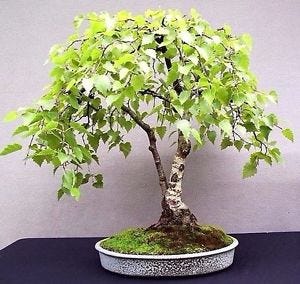 On Bonsai Collection How Should I Plan Build And Organize By Marc Antoine Ducas Medium