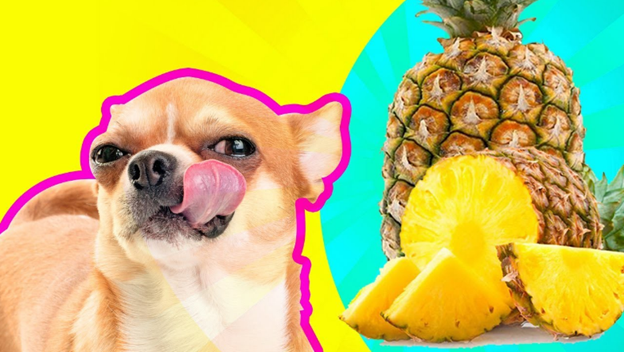 Although it's hard to resist those puppy dog eyes at the dinner table, it may not always be safe to feed your canine companion the same foods you eat. Can Dogs Eat Pineapples There Is One Particular Fruit That Is By Aid Pets Aidpets Medium