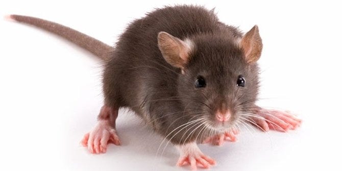 Membasmi tikus di rumah anda hingga tuntas. 082334317200 Jasa Pembasmi Tikus Tegalsari Surabaya By Cica Azizah3003 Medium