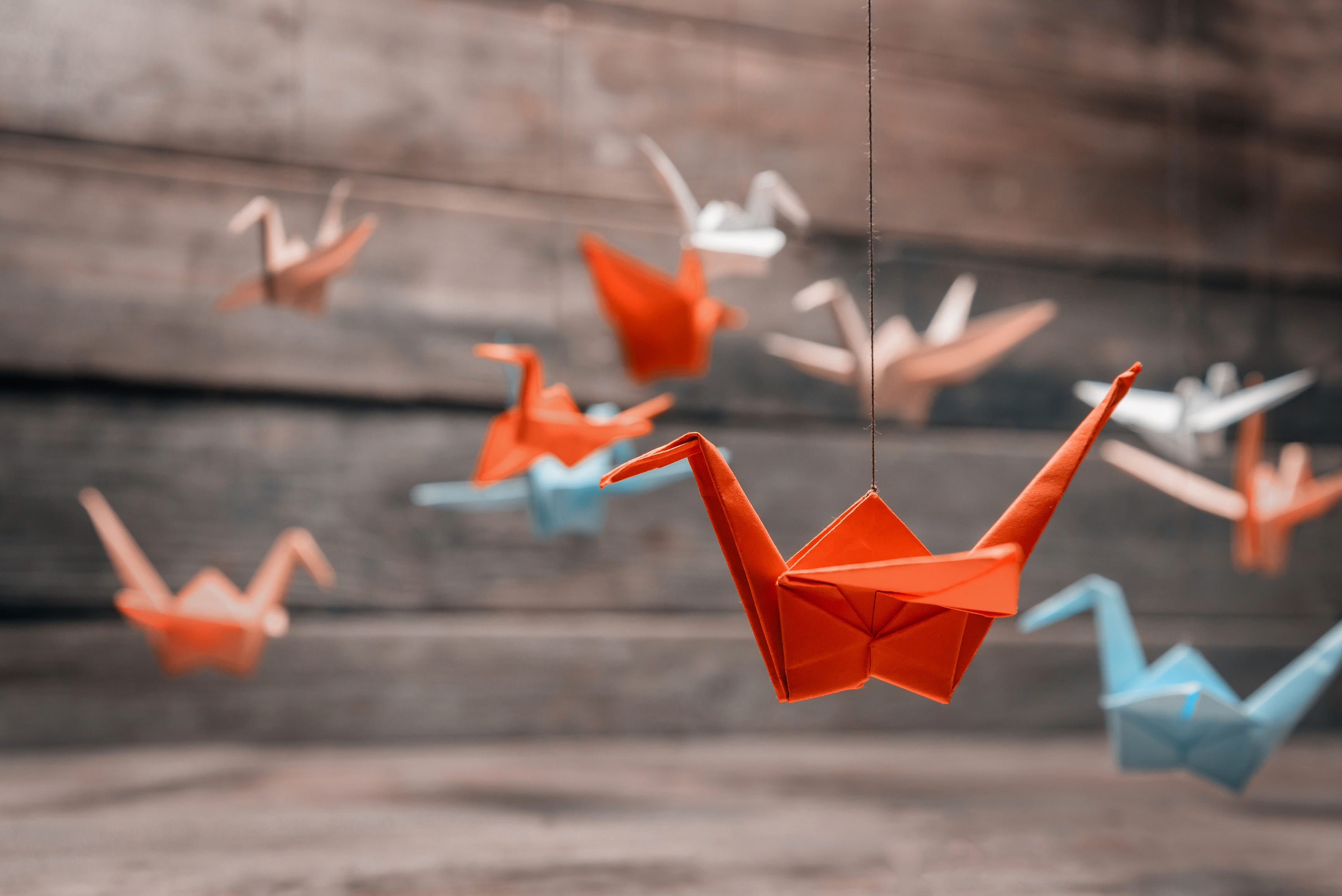 In particular, folding a thousand paper cranes on behalf of a sick person indicates the maker. A Thousand Paper Cranes The Insanity Of War By Dr Arif Akhtar Medium