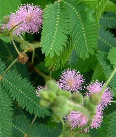 No one wants to remove a s. There Are Many Different Mimosa Trees If You Re Speaking Broadly By Mayan Magic Soaps Medium