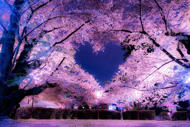 310 cherry blossom hd wallpapers background images. Chasing The Cherry Blossoms Medium