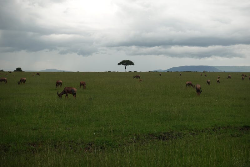 Pages in category pleistocene plants ; Youth And The Pleistocene Climate By Eliot Bush Illumination Medium