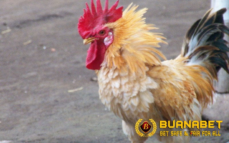 MENGENAL CIRI KHAS AYAM KATE DAN HASIL PERSILANGANNYA | by Stefanny Chandra  | Medium