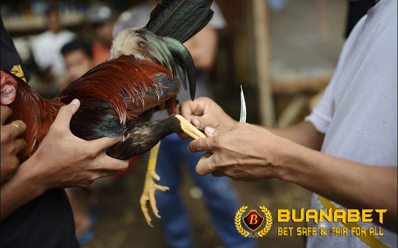 Ayam jantan memiliki ciri khusus yakni taji atau jalu yang berfungsi melindungi diri dari serangan musuh. A 17 Vanlige Fakta Om Sabung Ayam Taji Pisau Peru Cara Memasang Pisau Sabung Di Kaki Ayam Aduan