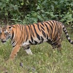 Uttarakhand नहीं थम रहा मानव-वन्यजीव संघर्ष, बाघ ने महिला को निवाला बनाया