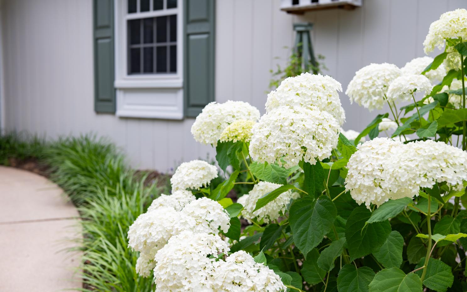 Annabelle hydrangea update | Miss Mustard Seed Annabelle hydrangea update | Miss Mustard Seed