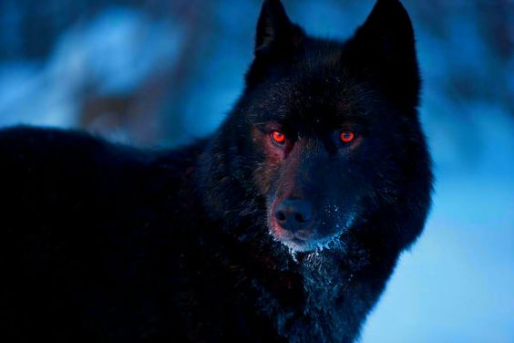 El Hombre Lobo Historia Mitos Y Leyendas