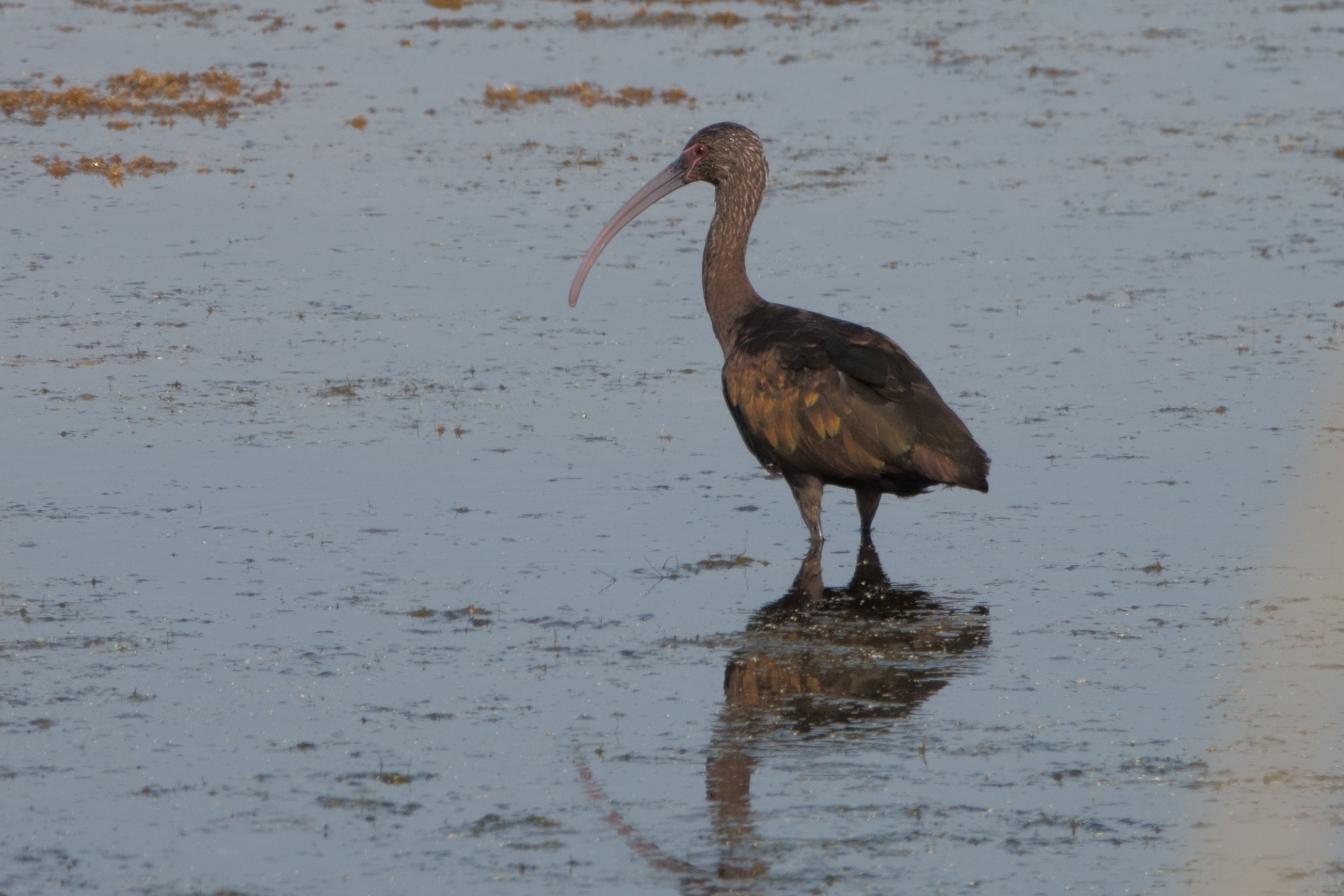 Birding Photos Life Has Meaning