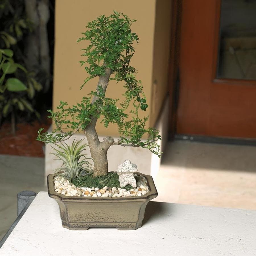 Home » in home care » in home care greensboro, nc if you're interested in learning more about. 20 Fantastic Ideas Bonsai Tree Greensboro Nc Pink Wool