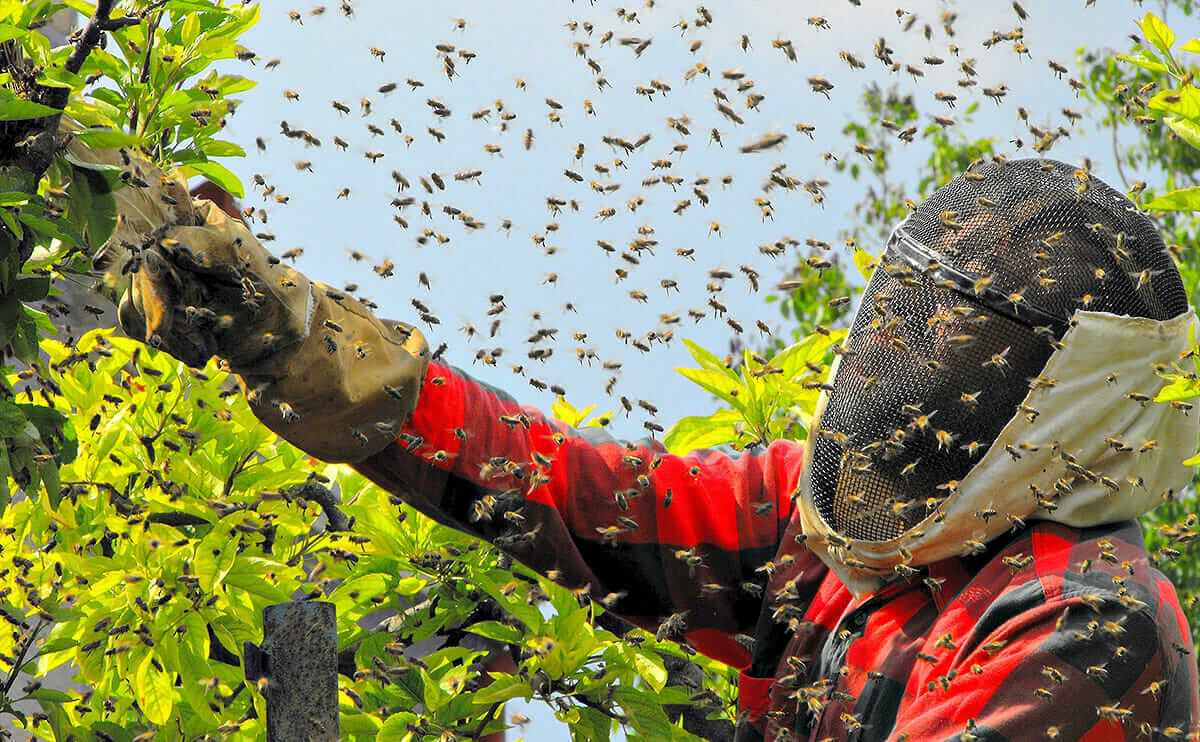 'trapped in the closet' is an alien, and i'm the astronaut taking you on a . 12 Craziest Bee Swarm Videos - Modern Farmer