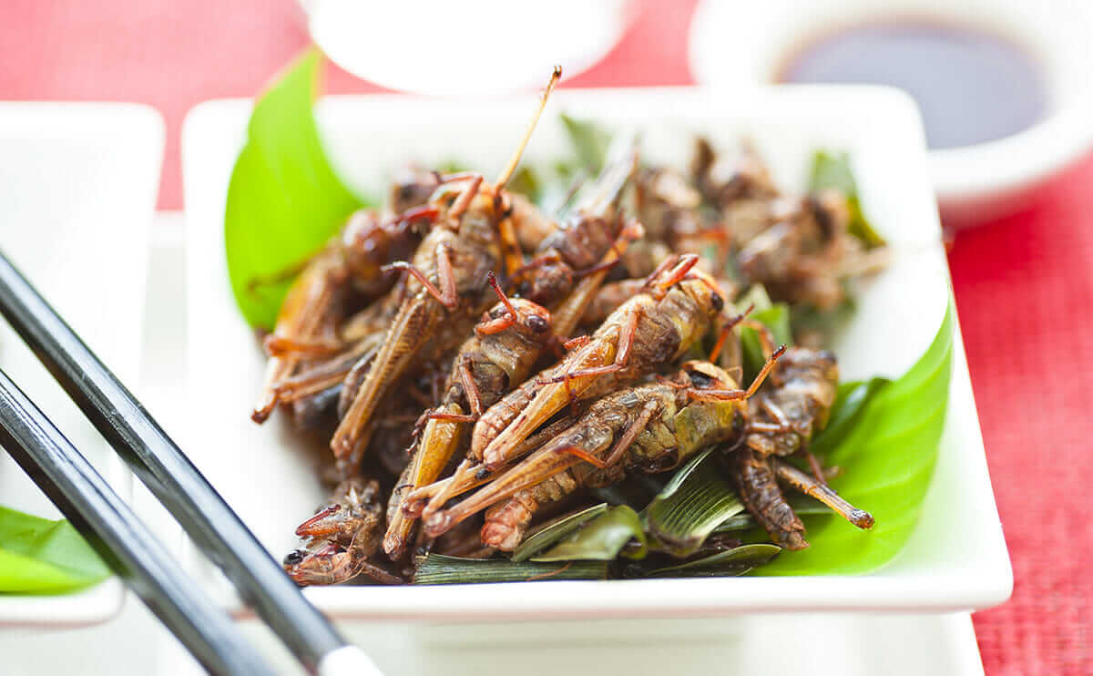 Crispy not greasy fish and. 7 Seriously Farmed Bugs - Modern Farmer