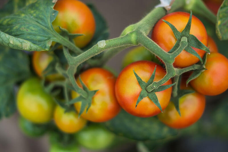 Help your kid sleep well in his new digs. How to Trellis Tomatoes Fast with a Florida Weave - Modern