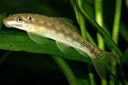 750 20 by sockyee in pets by srgtjim in pets by mr. 18 Best Algae Eaters For A Balanced Aquarium Freshwater