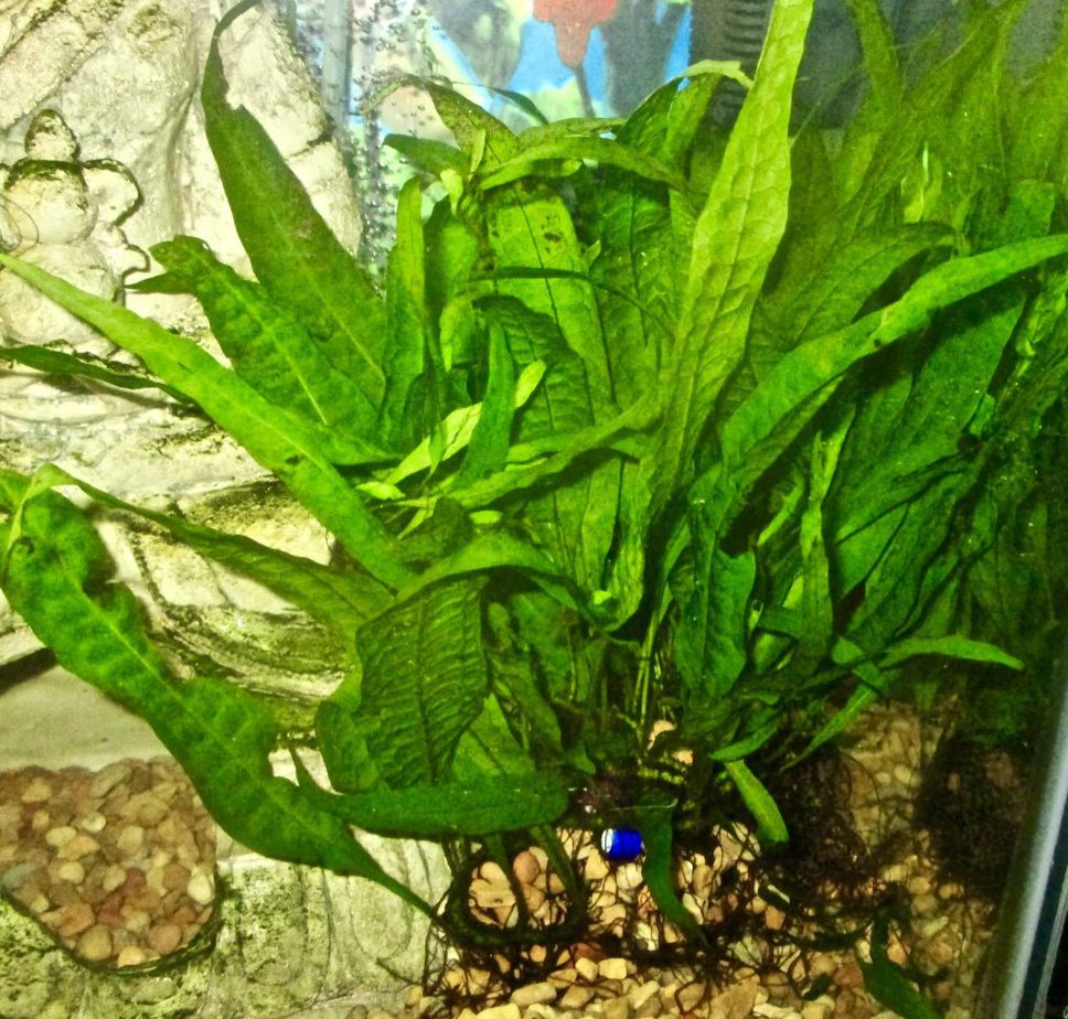 How To Grow Java Fern Faster
