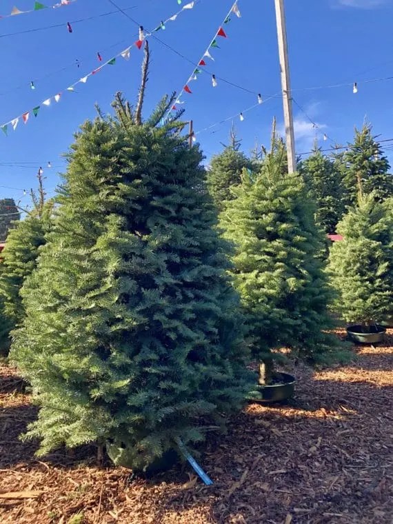 If only the holidays could last throughout the winter months—the twinkling lights and christmas cookies make the cold and dark so much more bearable. Where To Find A Christmas Tree In And Around Los Angeles