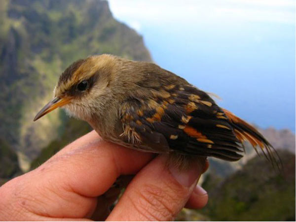 Colors in birds—their feathers, bare parts like skin and bills, and eggs—are produced by a variety of pigmentary and structural mechanisms ( . Genetics Study Sheds Light On Chile S Most Endangered Bird