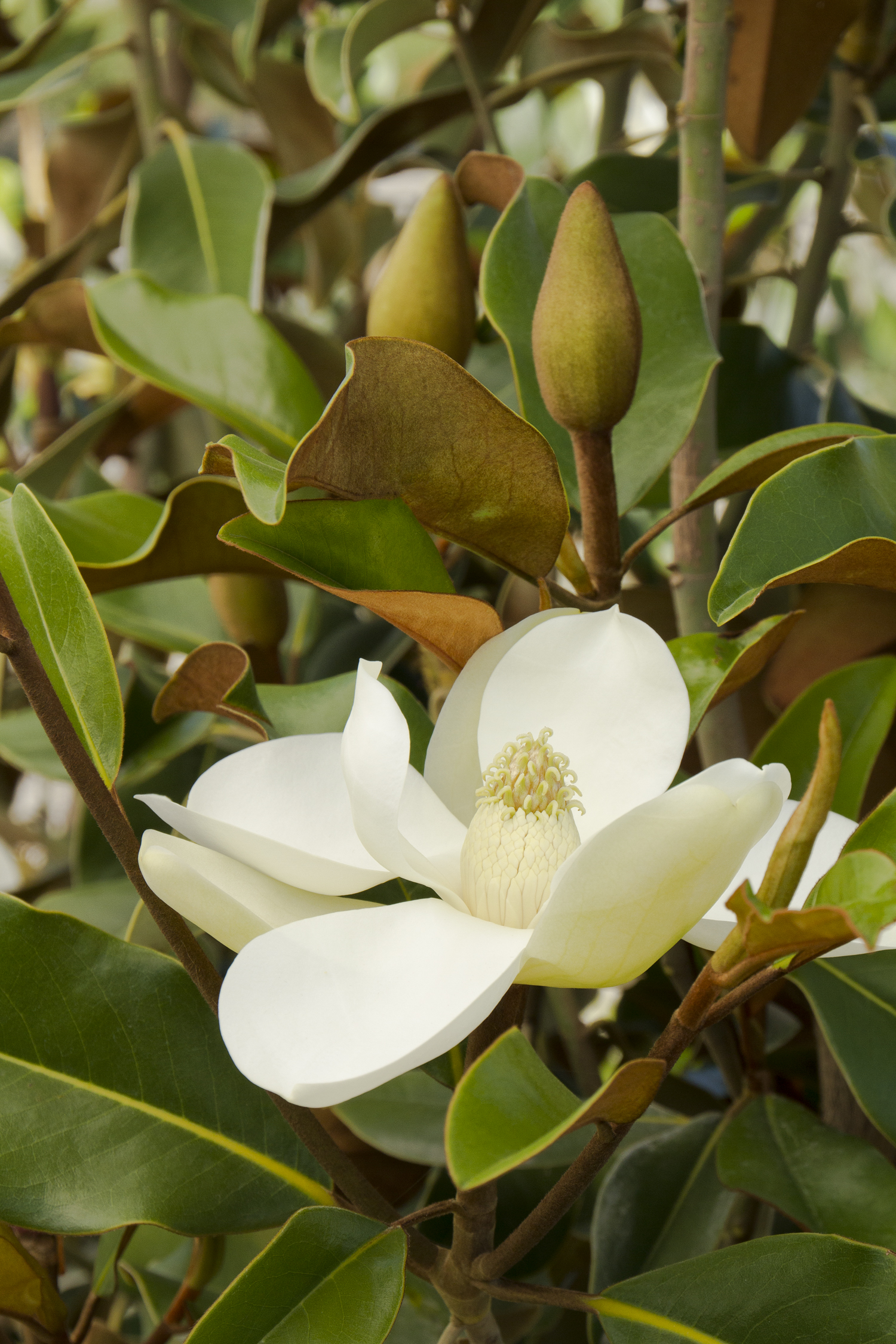 Of Magnolia and Fig Trees, Strength From Adversity