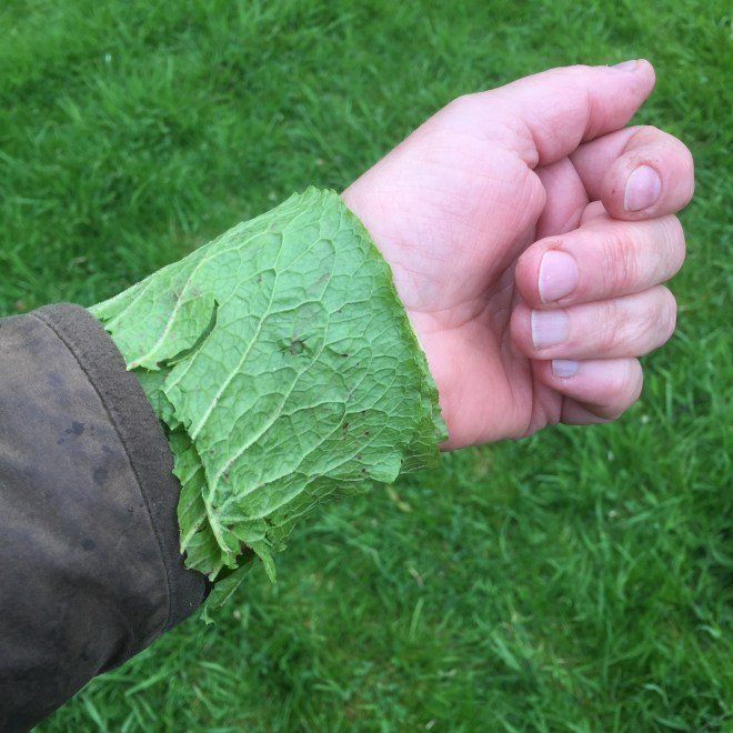 Do Dock Leaves Really Work Do Dock Leaves Really Work