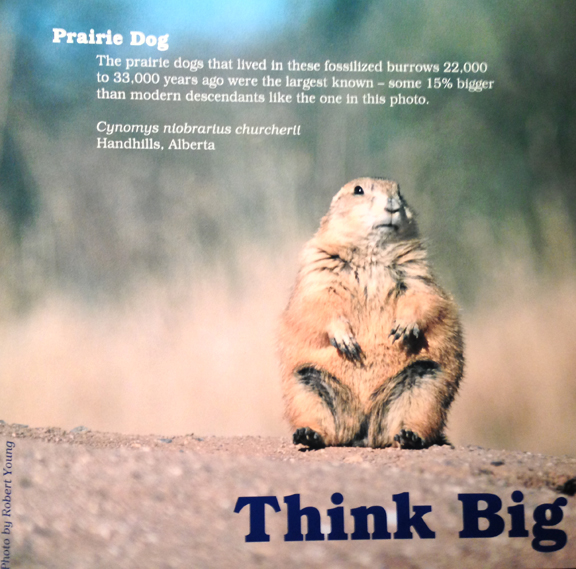 The New Ice Ages: Prairie Dog display sign