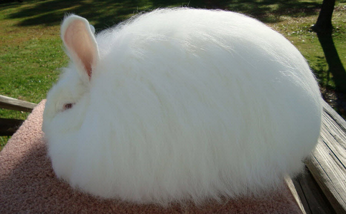 31 Jenis Kelinci yang Cantik, Imut dan Menggemaskan