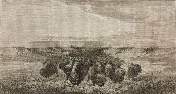 A herd of bisons crossing a river bottom on the upper Missouri, engraving from the painting by Hays, illustration from the magazine The Illustrated London News, volume XLI, December 6, 1862.