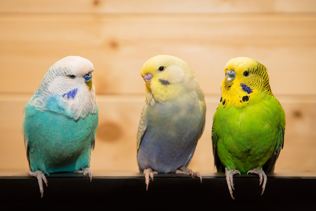 How To Transport A Bird In A Car Moving Com How To Transport A Bird In A Car Moving Com