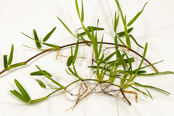 Climate map zone # seed rate for lawns @ lbs per 1000 sq. 10 Types Of Grass For Your Lawn Moving Com