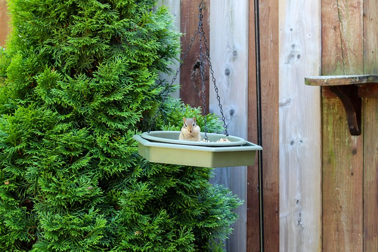 How to Get Rid of Chipmunks In and Around the Home