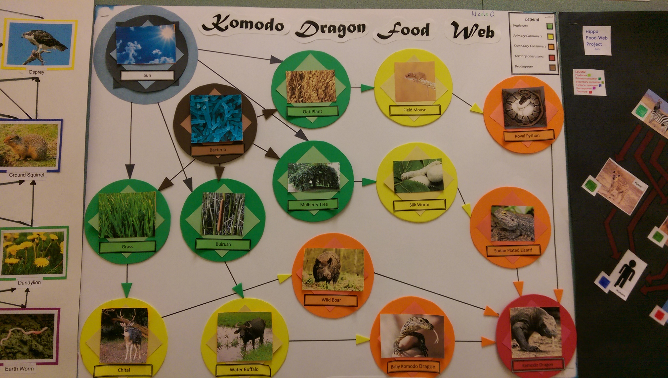 Food Web Project Student Work Mrs Cromarty