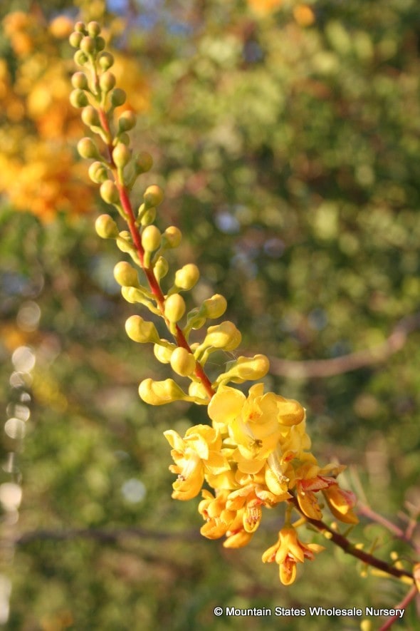If so, you may be wondering about where to sell your coins. Caesalpinia cacalaco SmoothieÂ® (Thornless Cascalote