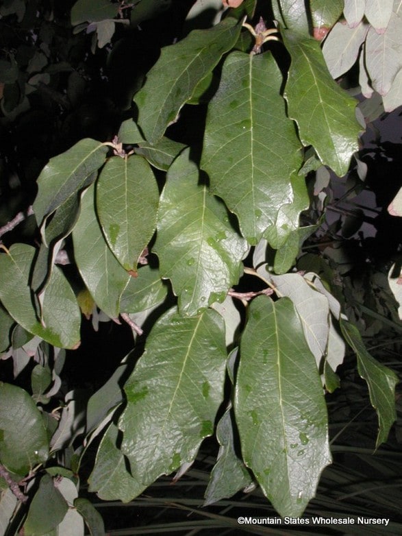 It is normal for new leaves to come out an off color and then turn green as they develop. Quercus Polymorpha Monterrey Oak Mountain States Wholesale Nursery