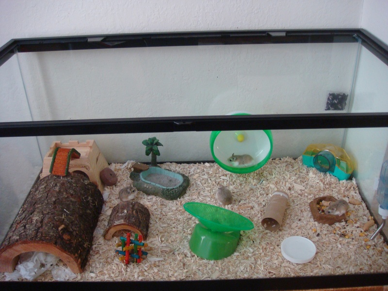 Jika tidak, mudah saja, tinggal pasang. Cara Membuat Tempat Minum Hamster Sendiri Data Tempat Pilihan